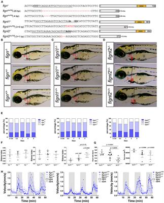 Microtubule Severing Protein Fignl2 Contributes to Endothelial and Neuronal Branching in Zebrafish Development